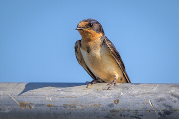 A Barn Swallow bird is perched on a metal pipe