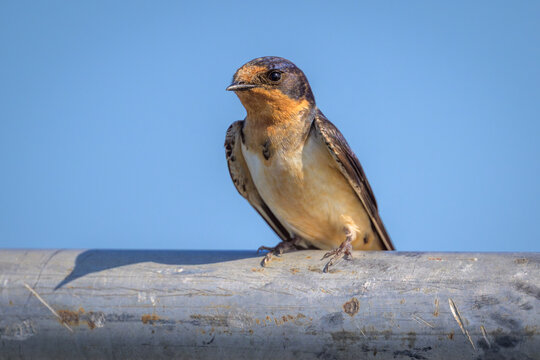 A Barn Swallow bird is perched on a metal pipe