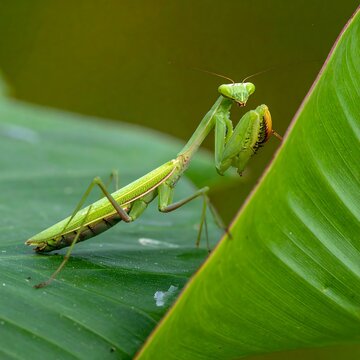 A vibrant green mantis perched on a large, textured leaf