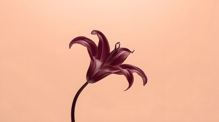 Minimalist close-up of a single dark red lily flower with elegant curves on a soft peach background, symbolizing simplicity, elegance, love, and natural beauty in modern floral photography concept