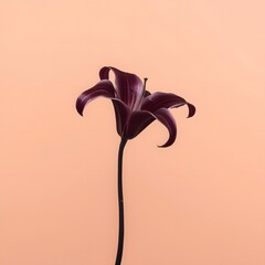 Minimalist close-up of a single dark red lily flower with elegant curves on a soft peach background, symbolizing simplicity, elegance, love, and natural beauty in modern floral photography concept