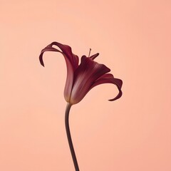Minimalist close-up of a single dark red lily flower with elegant curves on a soft peach background, symbolizing simplicity, elegance, love, and natural beauty in modern floral photography concept