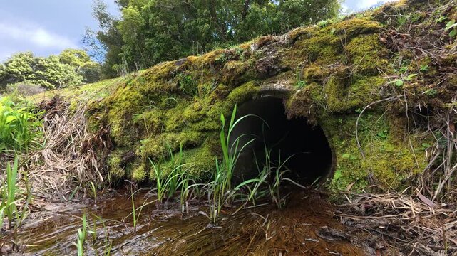Slow Running Water Flowing Into a Concrete Culvert in a Mossy Bank with Native Australian Trees
