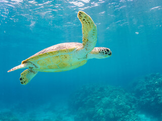 Obraz premium 息継ぎをするためにゆったり泳ぐアオウミガメ, Green Turtle, Green Sea Turtle, Chelonia mydas, ウミガメ科, 美しいサンゴ礁と熱帯魚の群れ。 安室島沖縄県 島尻郡慶良間諸島座間味島-2025 サンゴの産卵があり卵が漂う。沖縄本島から40km西方の諸島。30以上の島嶼群全体が国立公園に指定。珊瑚礁の青い海と白い砂浜は世界屈指の美。貴重な動植物が多数生息。