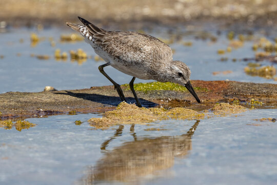 Red Knot wading bird foraging for food on tidal reef