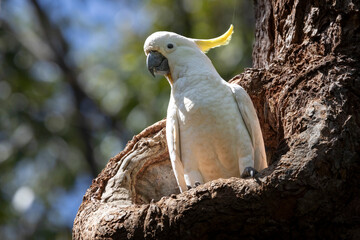 Australian Sulphur-crested Cockatoo at nest hole in large Gum Tree © Ken Griffiths