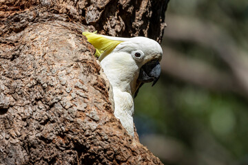 Australian Sulphur-crested Cockatoo at nest hole in large Gum Tree
