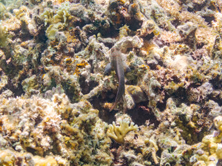 タテガミカエルウオ, Chestnut eyelash-blenny, Cirripectes castaneus, イソギンポ科,
美しいサンゴ礁と熱帯魚の群れ。
安室島沖縄県
島尻郡慶良間諸島座間味島-2025
サンゴの産卵があり卵が漂う。沖縄本島から40km西方の諸島。30以上の島嶼群全体が国立公園に指定。珊瑚礁の青い海と白い砂浜は世界屈指の美。貴重な動植物が多数生息。
