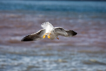 A seagull flying over the sea on a beautiful sunny day.