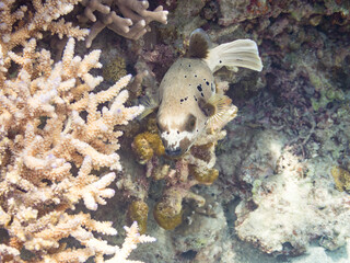 怒って膨らむコクテンフグ, Blackspotted puffer, Arothron nigropunctatus,...