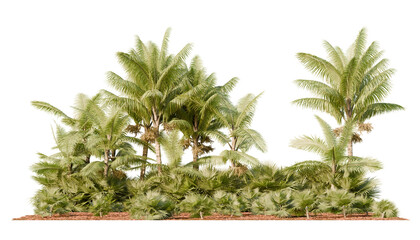 High tropical palm trees with lush green fronds and small ground palms beneath, isolated cutout for tropical architecture rendering © ANDRIBENKY