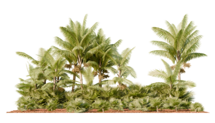 High tropical palm trees with lush green fronds and small ground palms beneath, isolated cutout for tropical architecture rendering
