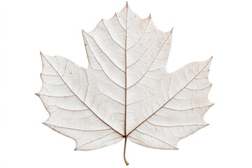 Single pale leaf isolated on a white background, showcasing detailed veins, delicate texture, and natural symmetry in a minimal macro composition suitable for botanical or design projects.