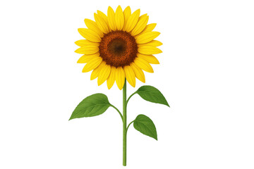 Vibrant sunflower plant with bright yellow petals, green stem and leaves, transparent background