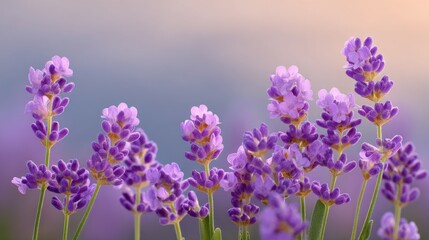 Obraz premium Beautiful Lavender Flowers in Bloom with Soft Backgrounds and Gentle Light Enhancing Their Natural Beauty