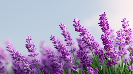 Obraz premium Lavender Flowers Blooming in a Sunny Field with Soft Sky Background
