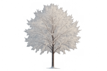 Isolated frosted deciduous tree standing in winter, branches bare and covered with hoarfrost on transparent background