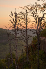 Morning light dances over the skeletal trees of Red River Gorge, Kentucky, evoking a serene start to the day in a beautiful natural landscape. orange and yellow