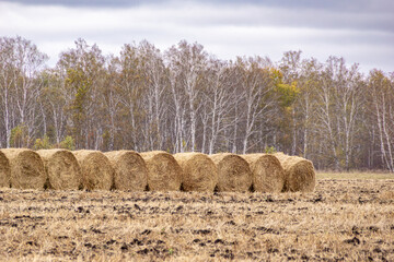 Post-harvest field with rolled straw bales indicating agricultural residue management for soil conservation or livestock feed