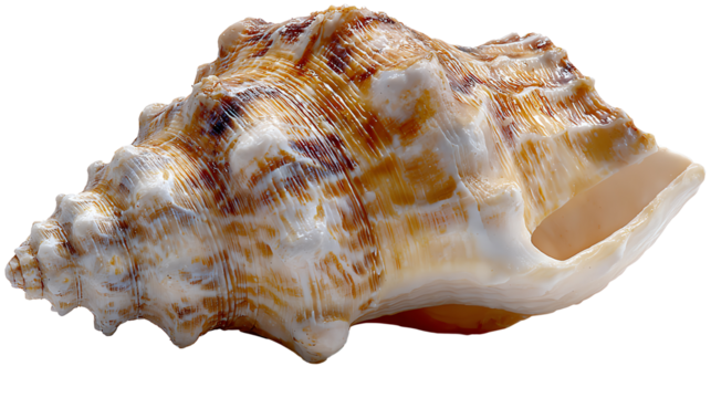 Ocean's Echo: A beautifully textured seashell, its swirling patterns and subtle hues hinting at the vast, mysterious ocean from which it came.