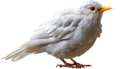 A Curious White Bird: A unique white bird stands in profile, its feathers a soft, luminous hue. The striking contrast of its yellow beak and piercing gaze capture a sense of wonder.