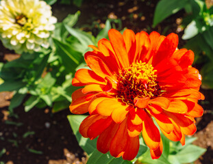 ヒャクニチソウの花ー54