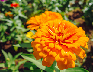 ヒャクニチソウの花ー45