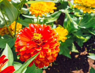 ヒャクニチソウの花ー14