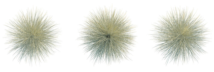 Obraz premium Miscanthus sinensis morning light trees plan, top view, cutout, transparent background, isolate, Three decorative ornamental grass plants with transparent background for design use