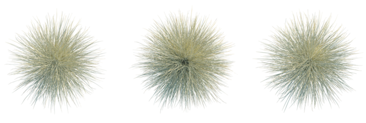 Miscanthus sinensis morning light trees plan, top view, cutout, transparent background, isolate, Three decorative ornamental grass plants with transparent background for design use