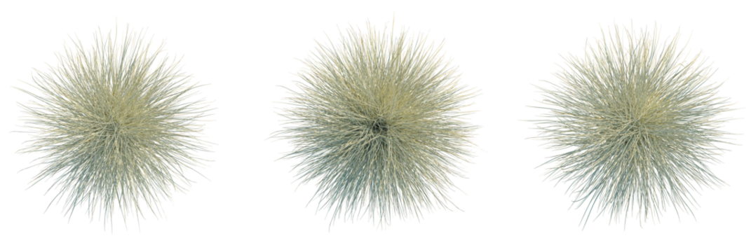 Miscanthus sinensis morning light trees plan, top view, cutout, transparent background, isolate, Three decorative ornamental grass plants with transparent background for design use