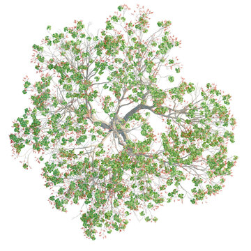 Erythrina variegata trees plan, top view, cutout, transparent background, isolate, Vibrant tree with lush green leaves and red berries, top-down aerial view