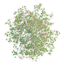 Erythrina variegata trees plan, top view, cutout, transparent background, isolate, Vibrant green tree with red berries seen from directly above