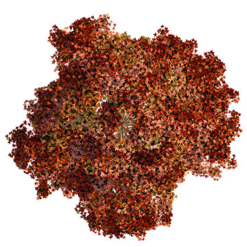 Liquidambar styraciflua trees plan, top view, cutout, transparent background, isolate, Vibrant autumn maple leaves form a textured pattern, perfect for seasonal design.