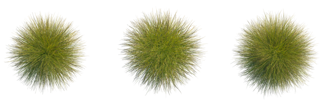 Miscanthus sinensis gracillimus trees plan, top view, cutout, transparent background, isolate, Three vibrant ornamental grass plants isolated on black background, top view