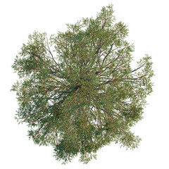 Juniperus scopulorum trees plan, top view, cutout, transparent background, isolate, Lush green oak tree canopy viewed from directly above, perfect for design