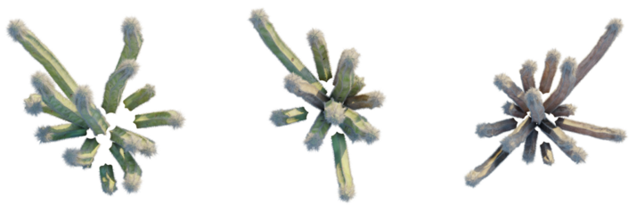 Pachycereus schottii trees plan, top view, cutout, transparent background, isolate, Unique cactus plants with soft textures, perfect for modern desert designs