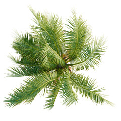 Obraz premium Coconut trees plan, top view, cutout, transparent background, isolate, Vibrant green palm fronds spread wide, a tropical oasis detail