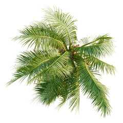 Obraz premium Coconut trees plan, top view, cutout, transparent background, isolate, Vibrant tropical palm fronds sway gently in the warm summer breeze