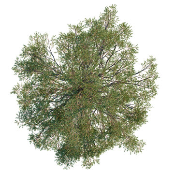 Juniperus scopulorum trees plan, top view, cutout, transparent background, isolate, Lush green oak tree canopy viewed from directly above, perfect for design