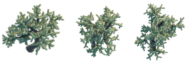 Cylindropuntia fulgida trees plan, top view, cutout, transparent background, isolate, Realistic Cholla cactus branches with sharp spines, isolated detail © DH Tree Stock