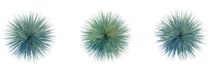 Yucca rostrata trees plan, top view, cutout, transparent background, isolate, Stunning blue agave plants isolated on black background, stylish and modern