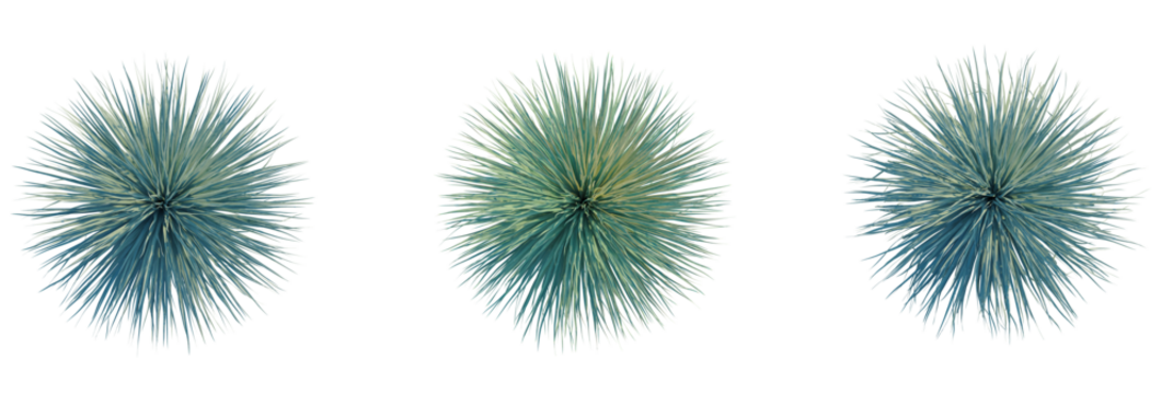 Yucca rostrata trees plan, top view, cutout, transparent background, isolate, Stunning blue agave plants isolated on black background, stylish and modern