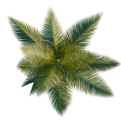 Cocos nucifera trees plan, top view, cutout, transparent background, isolate, Vibrant palm fronds create a lush tropical canopy, perfect for summer designs