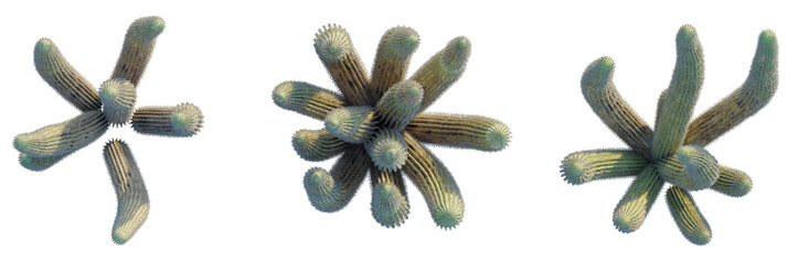 Stenocereus thurberi trees plan, top view, cutout, transparent background, isolate, Unique cactus arrangements showcasing desert flora with textured detail and style © DH Tree Stock