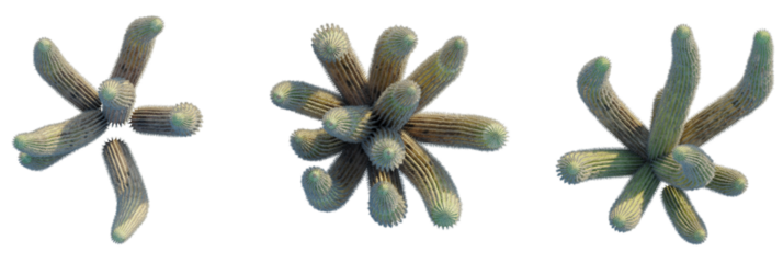 Stenocereus thurberi trees plan, top view, cutout, transparent background, isolate, Unique cactus arrangements showcasing desert flora with textured detail and style