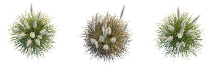 Cortaderia selloana sunningdale silver trees plan, top view, cutout, transparent background, isolate, Beautiful pampas grass plumes sway gently in the breeze, adding natural elegance.