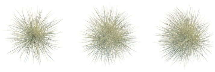 Obraz premium Miscanthus sinensis morning light trees plan, top view, cutout, transparent background, isolate, Abstract grass tufts against black background for modern design projects