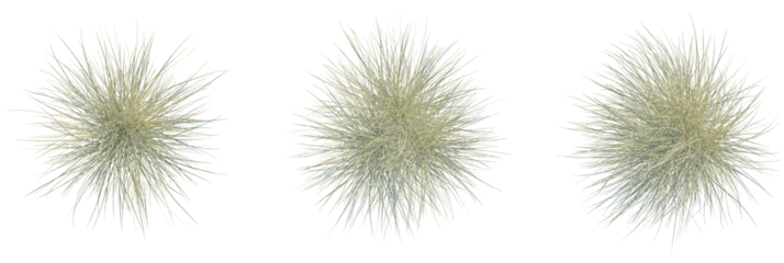 Miscanthus sinensis morning light trees plan, top view, cutout, transparent background, isolate, Abstract grass tufts against black background for modern design projects