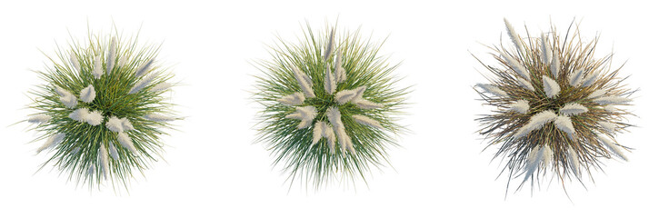 Cortaderia selloana pumila trees plan, top view, cutout, transparent background, isolate, Three fluffy pampas grass plumes showcase vibrant green and dry textures © DH Tree Stock
